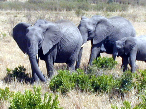 10-10-02 elephants in masai mari